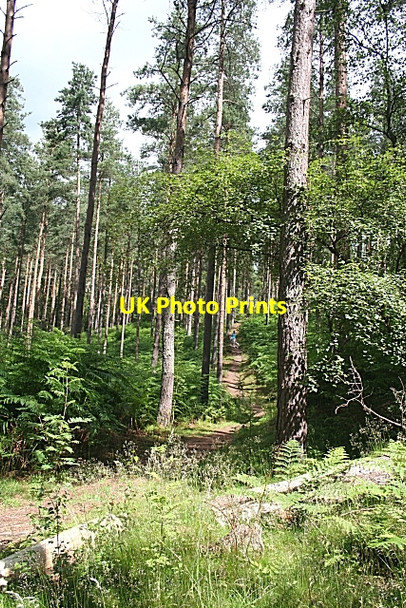 Photo 6"x4" Path in Crooked Wood Darkland c2006