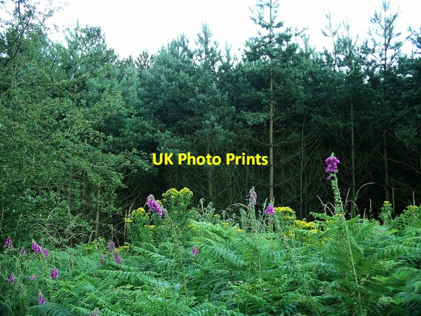 Photo 6"x4" Foxgloves & ragwort, Sherwood Pines Kings Clipstone c2006