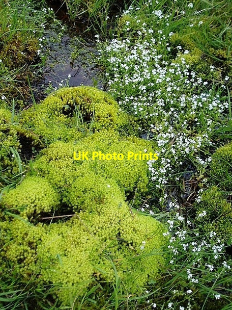Photo 6"x4" Bog plants on Grey Weather Law Langhaugh\/NT2031 c2006