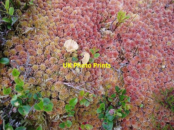 Photo 6"x4" Fungi and moss Langhaugh\/NT2031 c2006