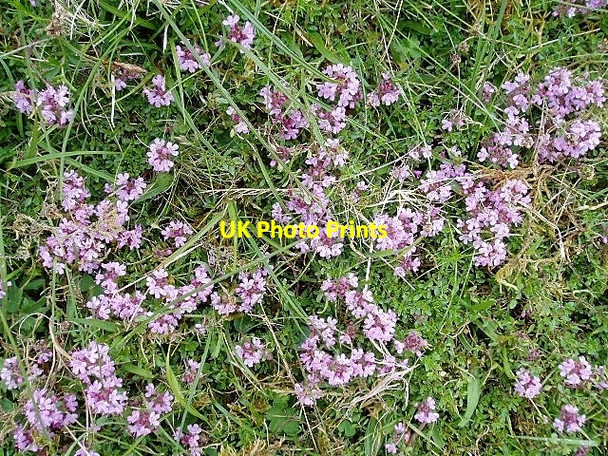 Photo 6"x4" Wild thyme Langhaugh\/NT2031 c2006