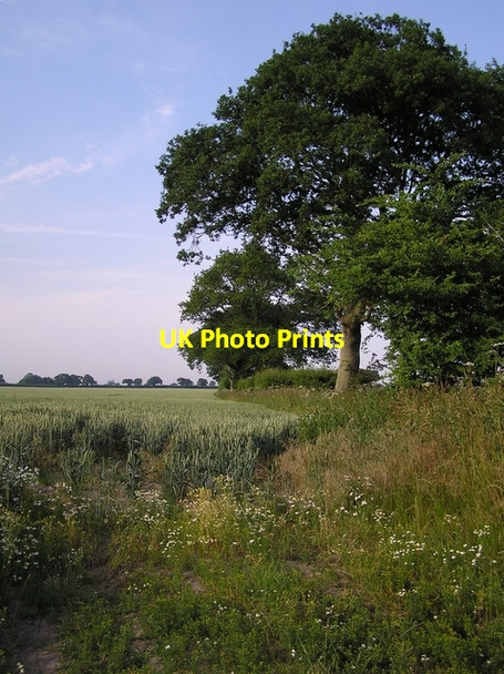 Photo 6"x4" Field edge, Hickling Hickling Heath c2006