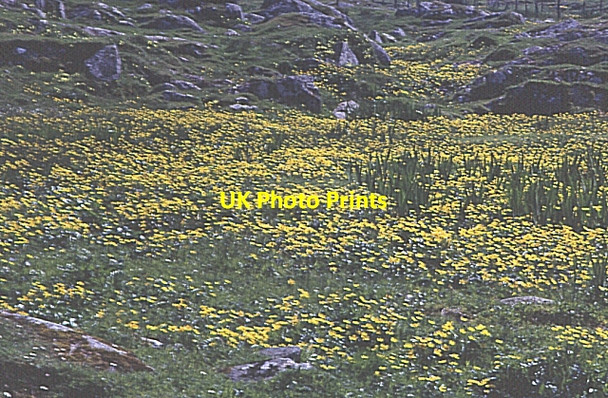 Photo 6"x4" Marsh Marigold (Caltha palustris) Coilleag c1970