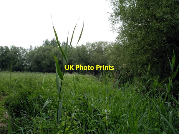 Photo 6"x4" Winnall Moors Nature Reserve Winchester c2006