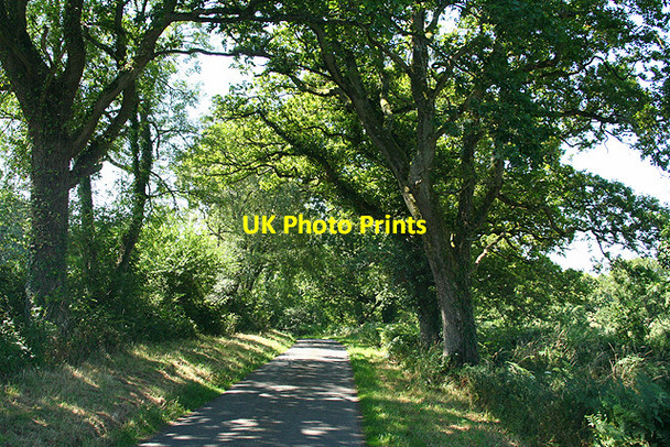 Photo 6"x4" Northlew: lane from Hatherleigh South Yeo\/SS5100 c2006