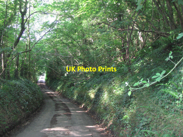 Photo 6"x4" Leafy lane through Backpath Wood Slaughterford c2006