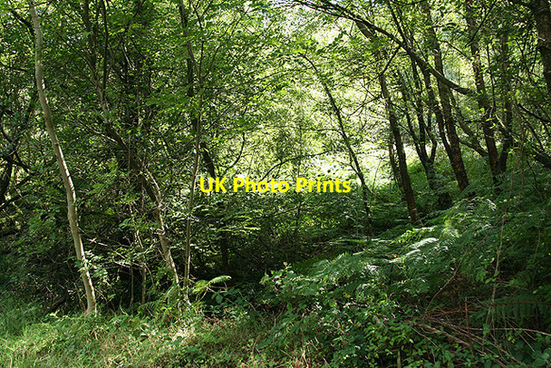 Photo 6"x4" Stockland: woodland near Lower Brimpitt Shortmoor\/ST2204 c2006