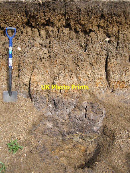Photo 6"x4" Soil profile in river alluvium, Gt Ouse floodplain SE of Bedford Chapel End\/TL0948 c2006