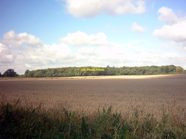 Photo 6"x4" East Woods Hemp Green c2006