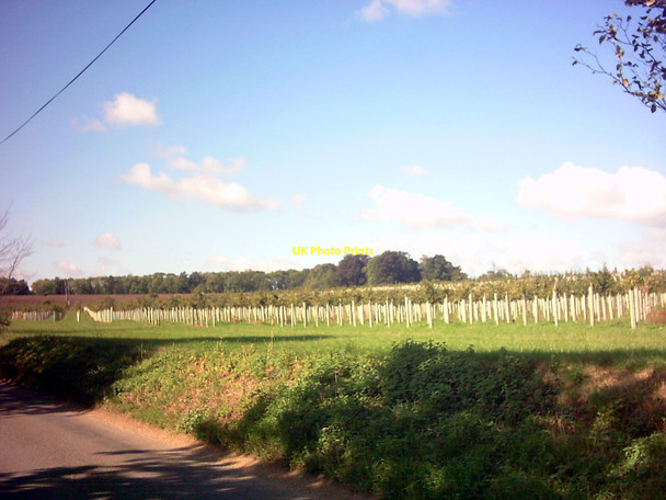 Photo 6"x4" New Forest Walpole\/TM3674 c2006