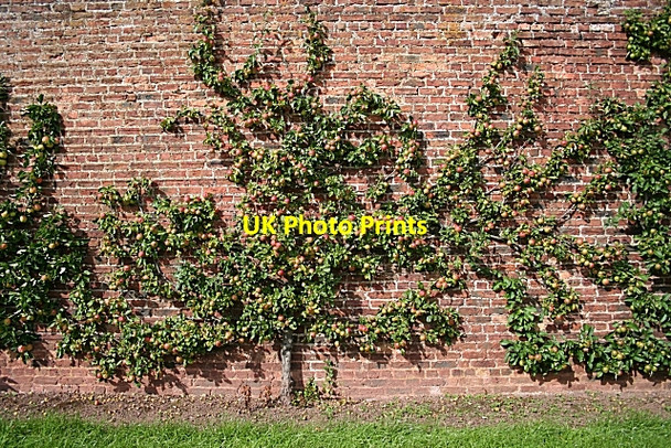 Photo 6"x4" Apple Tree Fochabers c2006