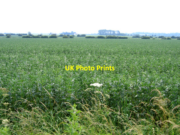 Photo 6"x4" Crop of field beans from Ely Way, Haddenham, Cambs Haddenham End Field c2006
