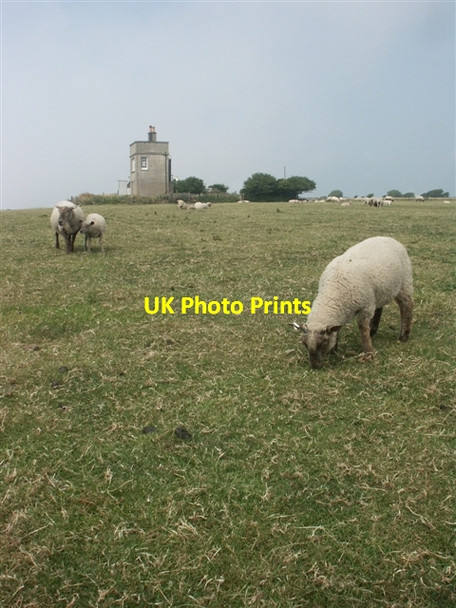 Photo 6"x4" Sheep at Hooken Cliffs lookout Vicarage c2006