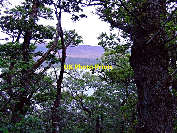 Photo 6"x4" Creich Wood near Spinningdale Spinningdale c2006