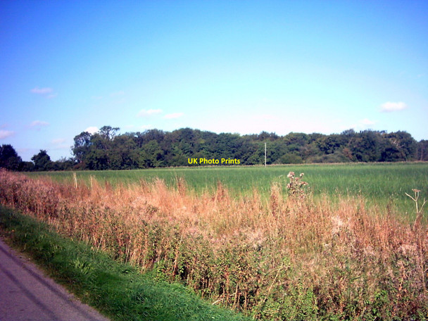 Photo 6"x4" Woodland near Broad Oak Farm Bramfield\/TM4073 c2006