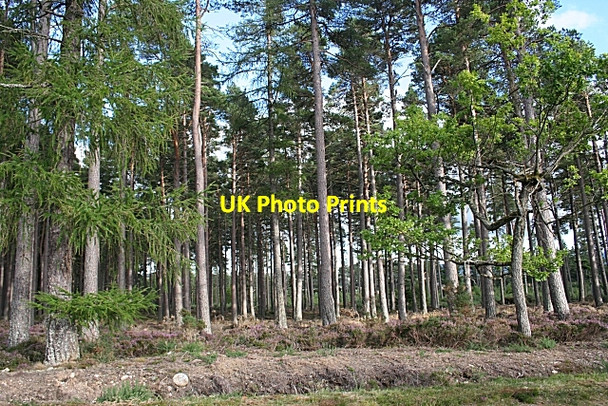Photo 6"x4" Scots Pines Logie Coldstone c2006