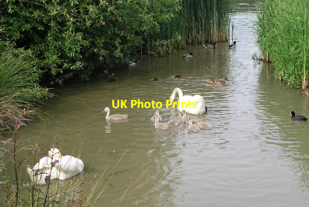 Photo 6"x4" Swans and cygnets, Warnham Nature Reserve Horsham\/TQ1731 c2006