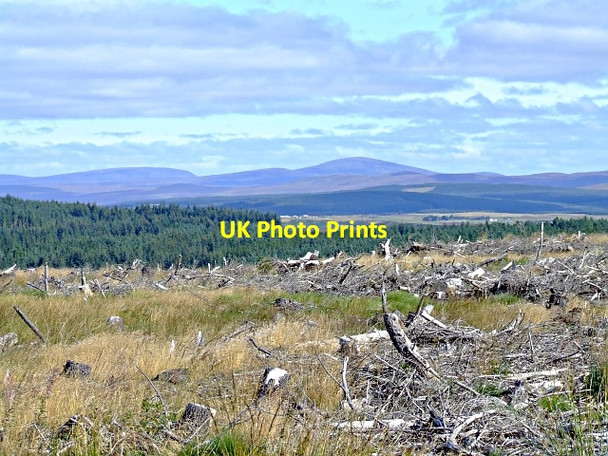 Photo 6"x4" Braemore Wood near Lairg Linsidemore c2006