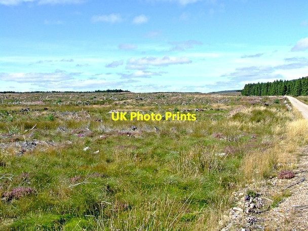 Photo 6"x4" Braemore Wood near Lairg Linsidemore c2006 P1