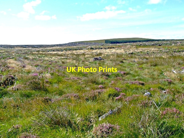 Photo 6"x4" Braemore Wood near Lairg Linsidemore c2006 P2