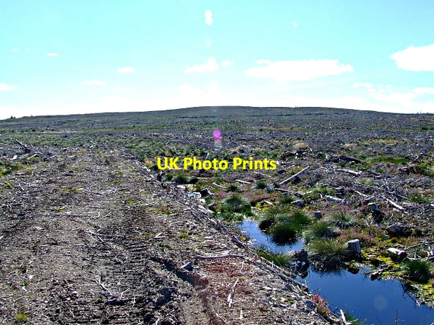 Photo 6"x4" Braemore Wood near Lairg Linsidemore c2006 P3