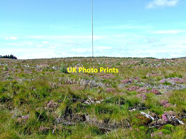 Photo 6"x4" Braemore Woods Linsidemore c2006