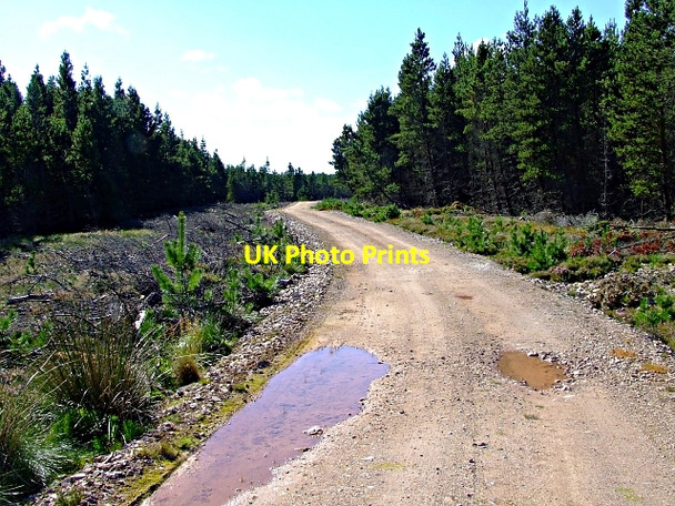 Photo 6"x4" Braemore Woods Linsidemore c2006 P1