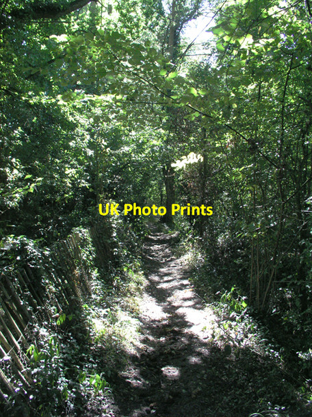 Photo 6"x4" Wooded section of footpath 2874 Rapkyns c2006