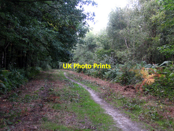 Photo 6"x4" Roadside Wood, Mereworth, Kent Comp c2006
