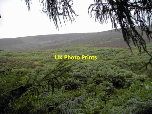 Photo 6"x4" Heathery slopes of Netty Hill Hill of Duclash c2006