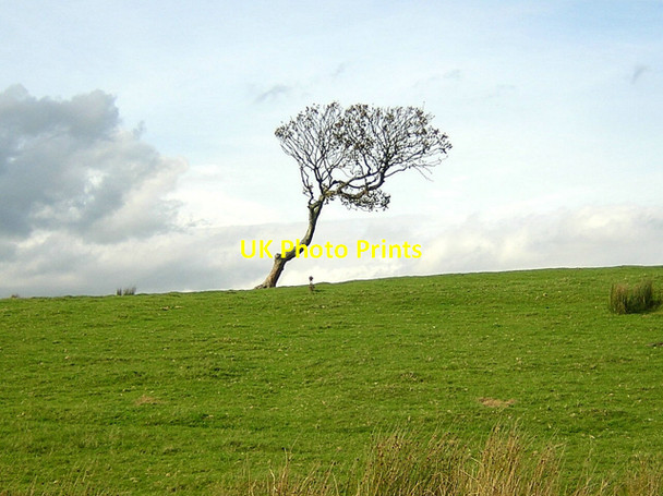 Photo 6"x4" Lonely Tree Newton Mearns c2006