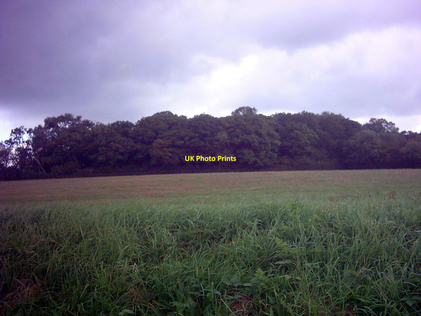 Photo 6"x4" Benhall Wood, Benhall Street Benhall Street c2006