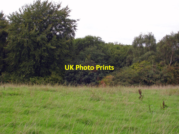 Photo 6"x4" Clough woodland near Belleair Frodsham c2006