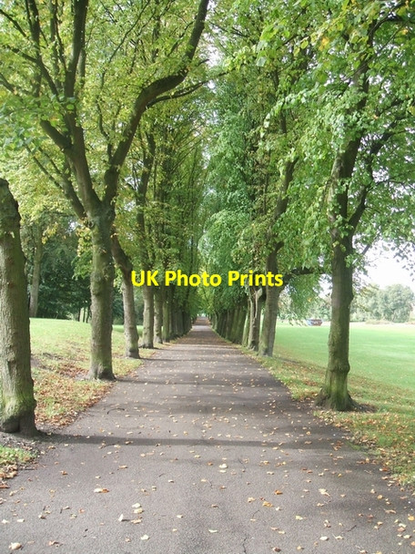 Photo 6"x4" Avenue of trees Willenhall\/SO9698 c2006
