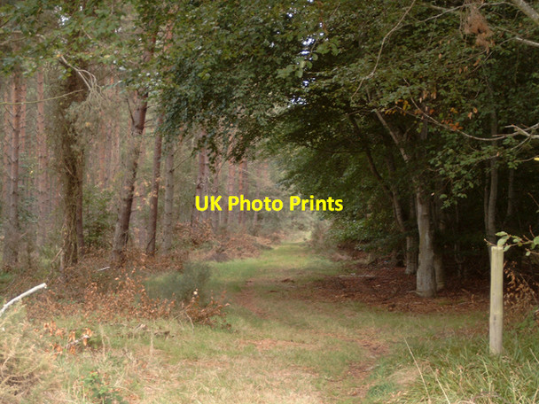 Photo 6"x4" Path to Kintessack via Culbin Forest Cloddymoss c2006