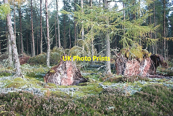 Photo 6"x4" Fallen Trees Thief's Hill\/NJ3654 c2006