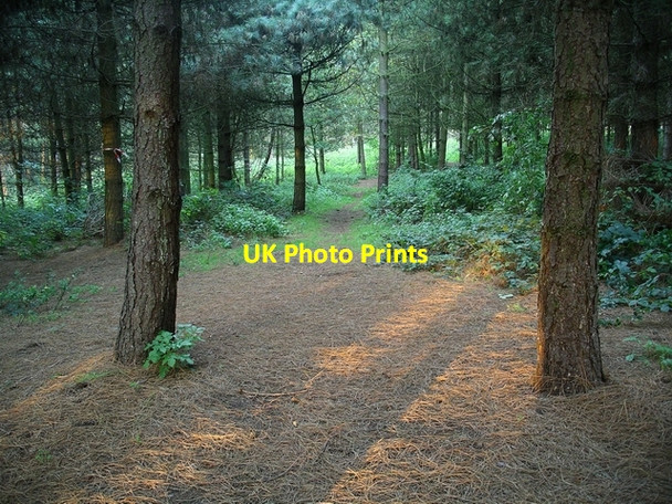 Photo 6"x4" Sun through the trees Kings Clipstone c2006