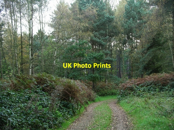Photo 6"x4" Woodland path Kings Clipstone c2006