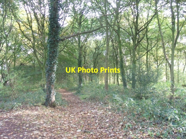 Photo 6"x4" Lower Avenue Brewood c2006