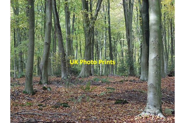 Photo 6"x4" West Woods Clench Common c2006