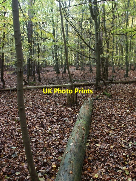 Photo 6"x4" Deciduous woodland, Two Mile Bottom Santon Downham c2006