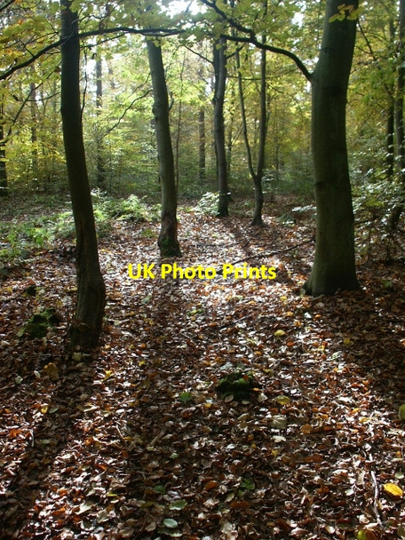 Photo 6"x4" Sunlit beech woodland, Two Mile Bottom Santon Downham c2006