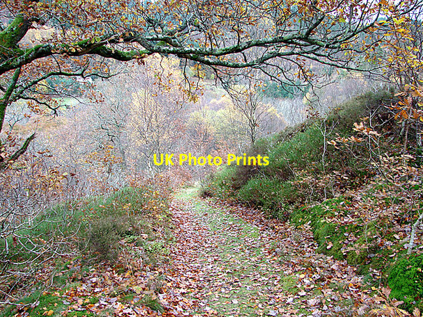 Photo 6"x4" Path through Cwm Rheidol Ystumtuen c2006