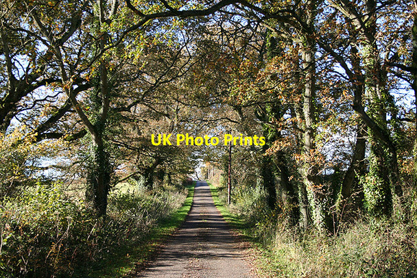 Photo 6"x4" Corfe: lane near Lawns Farm Heale\/ST2419 c2006