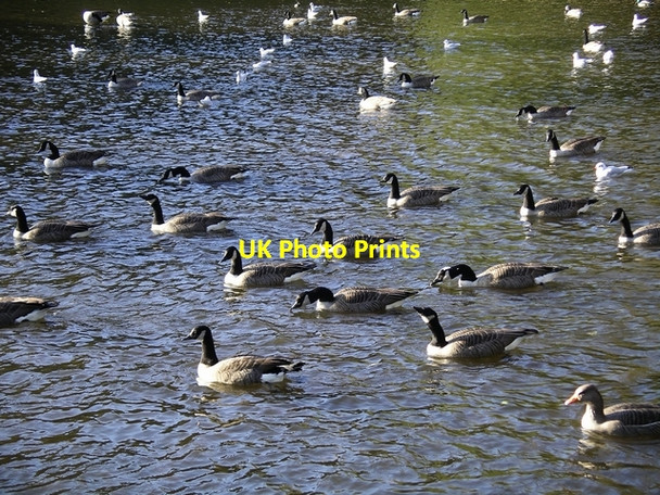 Photo 6"x4" Geese & gulls Beeston\/SK5236 c2006