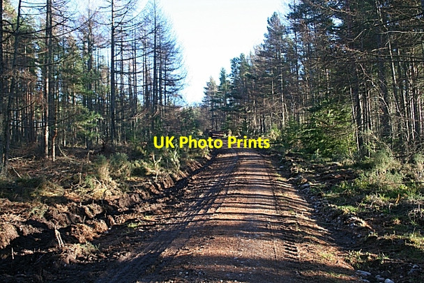 Photo 6"x4" Forest Road Fochabers c2006