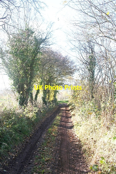 Photo 6"x4" Lane in Coddington in Late November Coddington\/SO7142 c2006