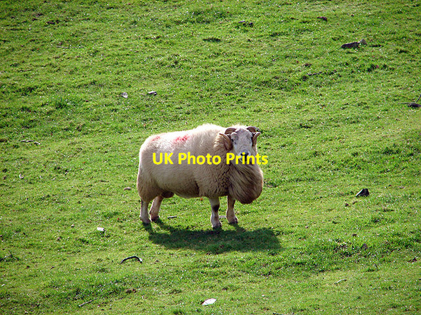 Photo 6"x4" A fine specimen Tynyrwtra\/SN8885 c2006