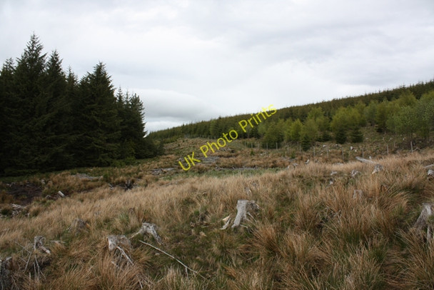 Photo 6"x4" Plantations west of Breac Leathad Clashnoir c2009