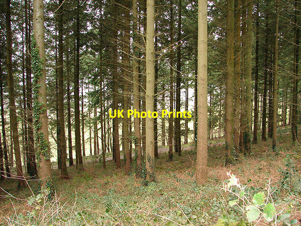 Photo 6"x4" Forestry at Yr Allt Abermagwr c2006